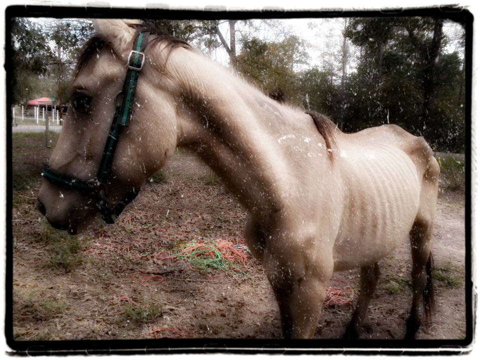 Buckskin Dun