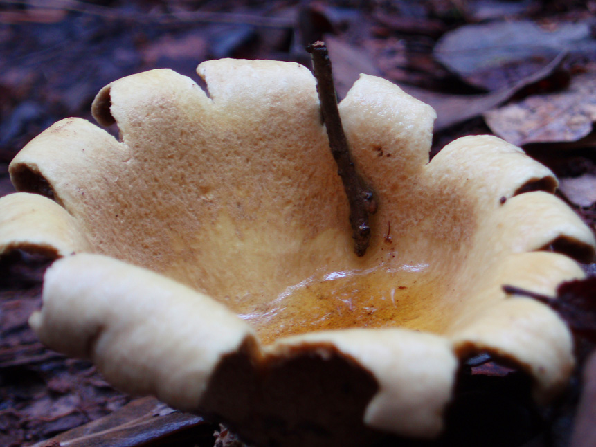 Forest Mushroom