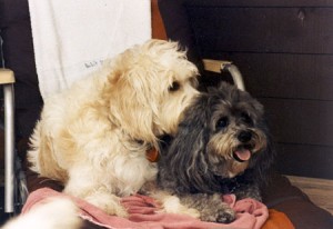 Brie & Dotsy