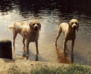 Brie & Isak swimming in Lake Travis, Austin